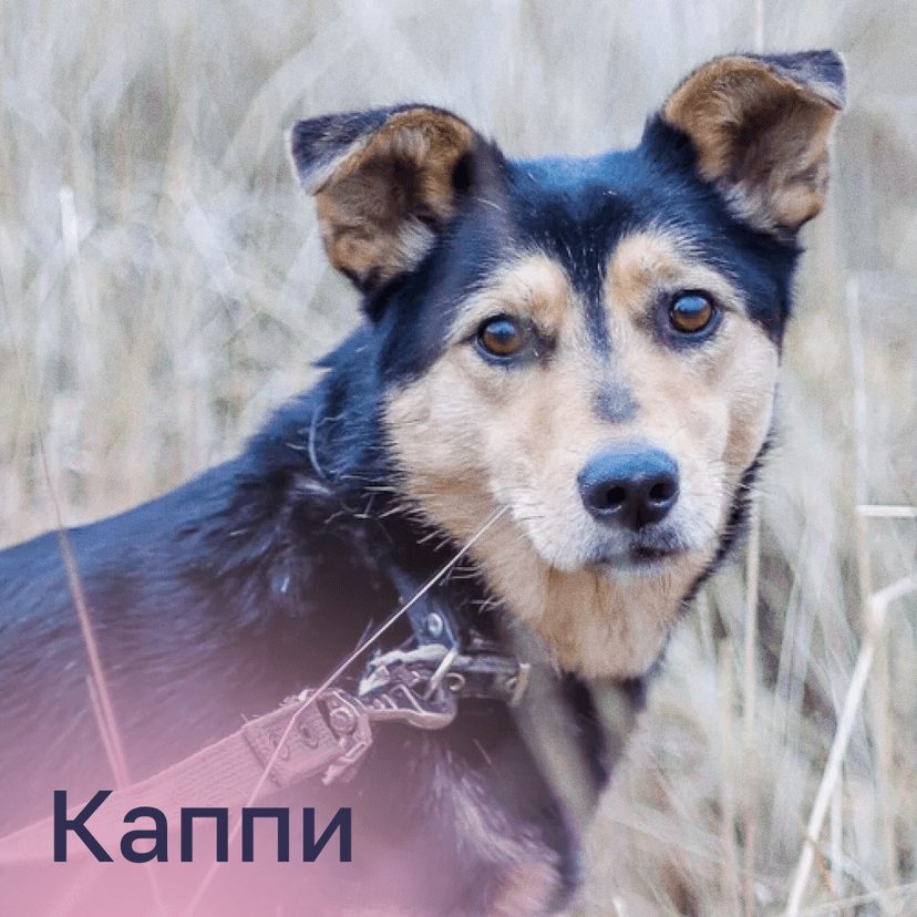 Каппи