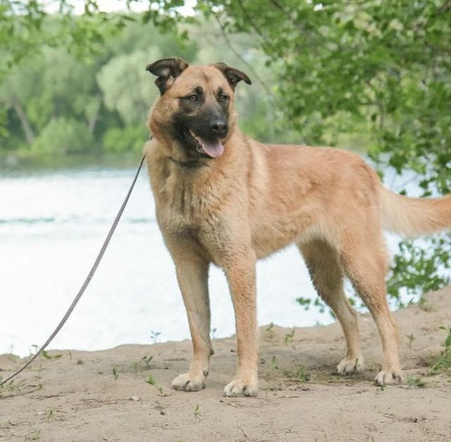Роза