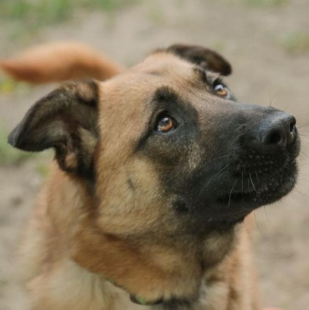 Роза