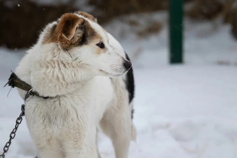 Кларк