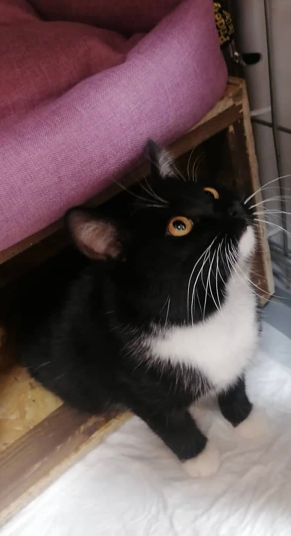 Клео