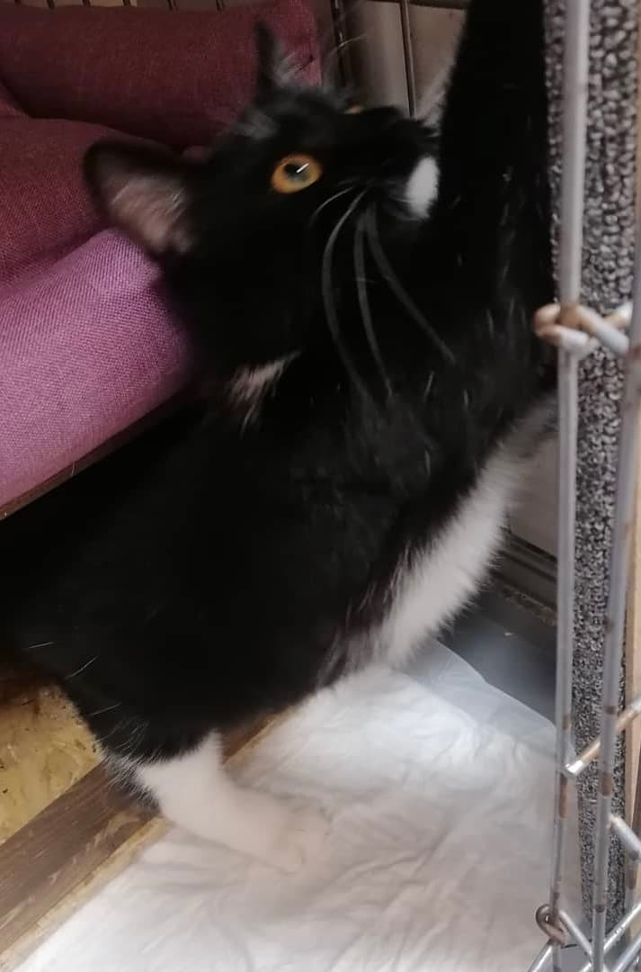 Клео