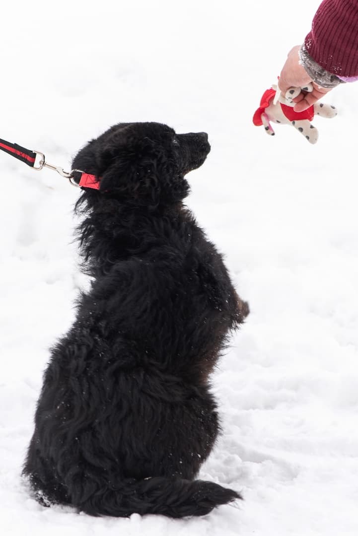 Клэр