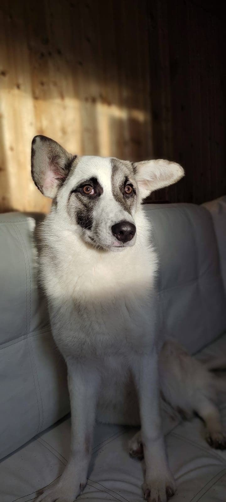 Вита