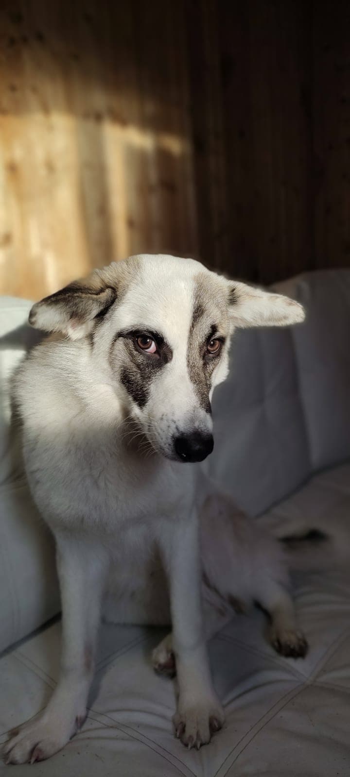 Вита