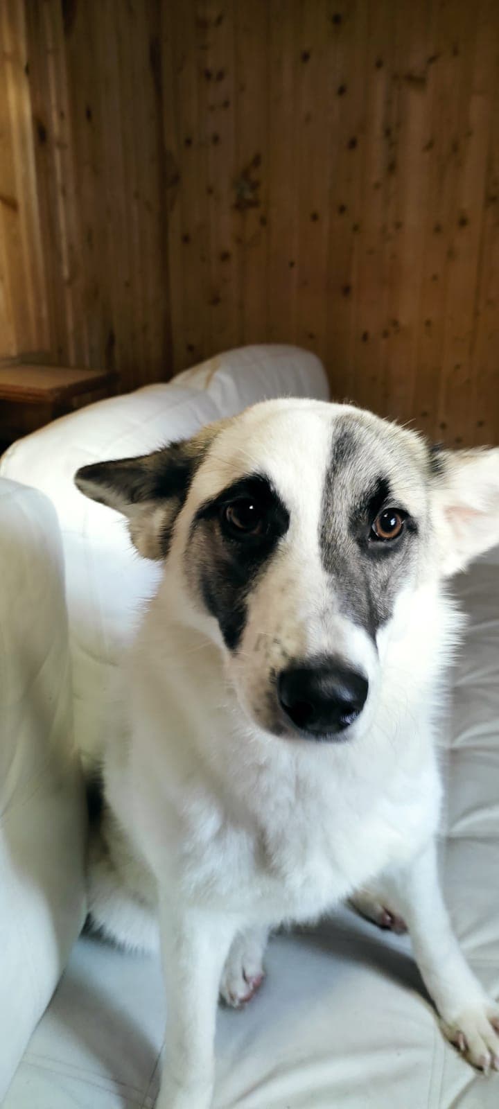 Вита