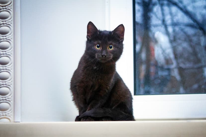 Коржик