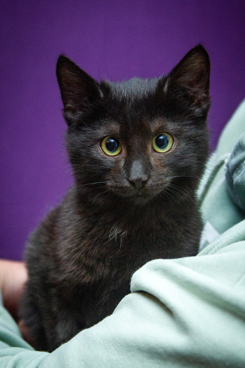 Коржик