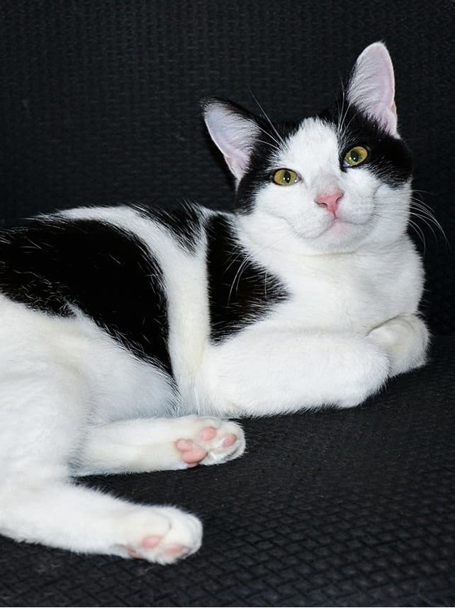 Макс Коровкин