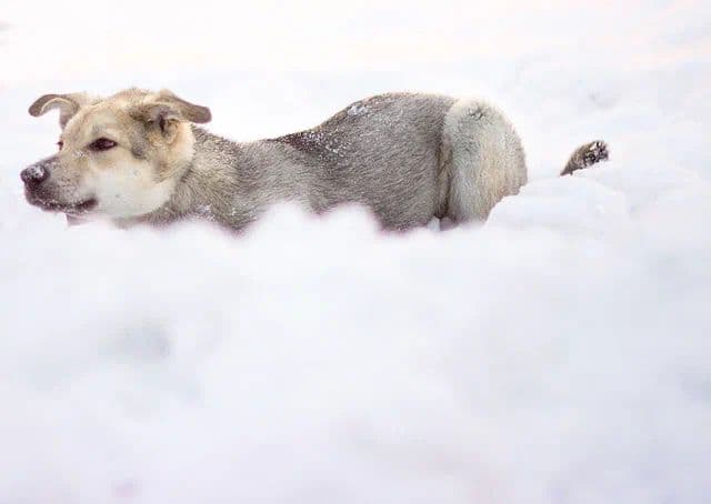Мишелька