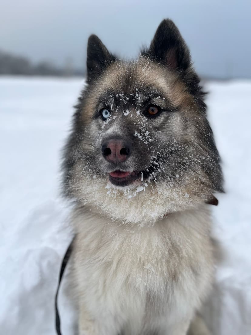 Леди