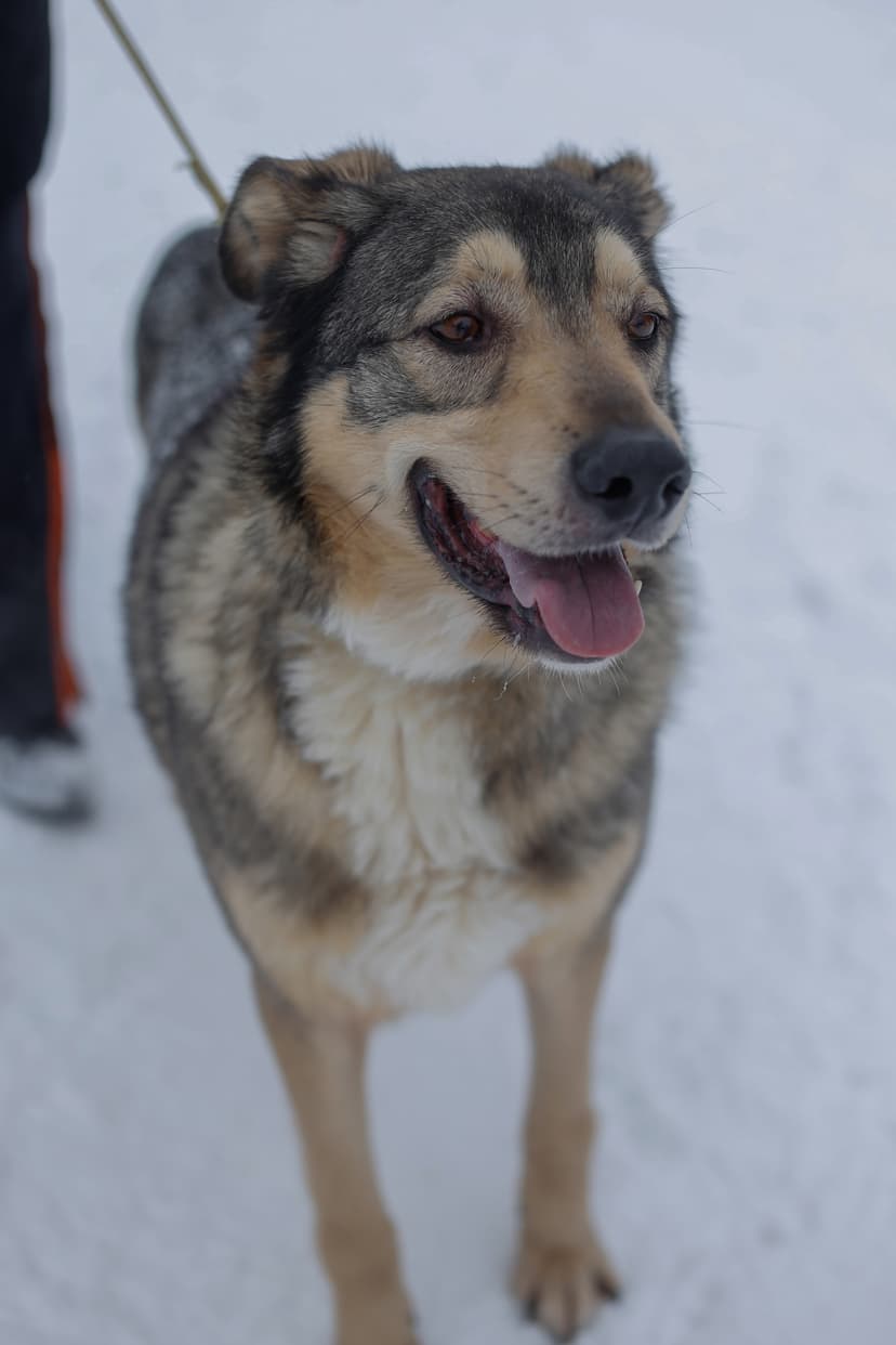 Тина