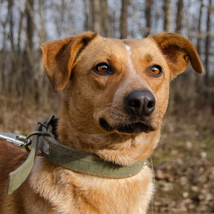 Дана