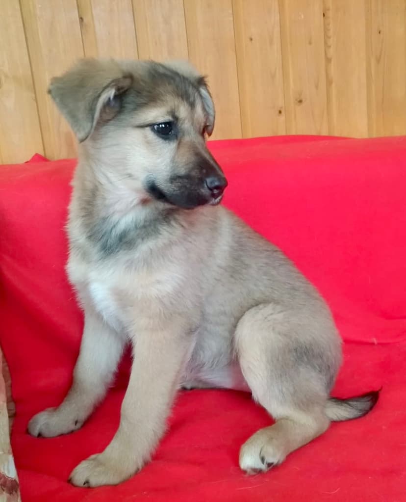 Тина