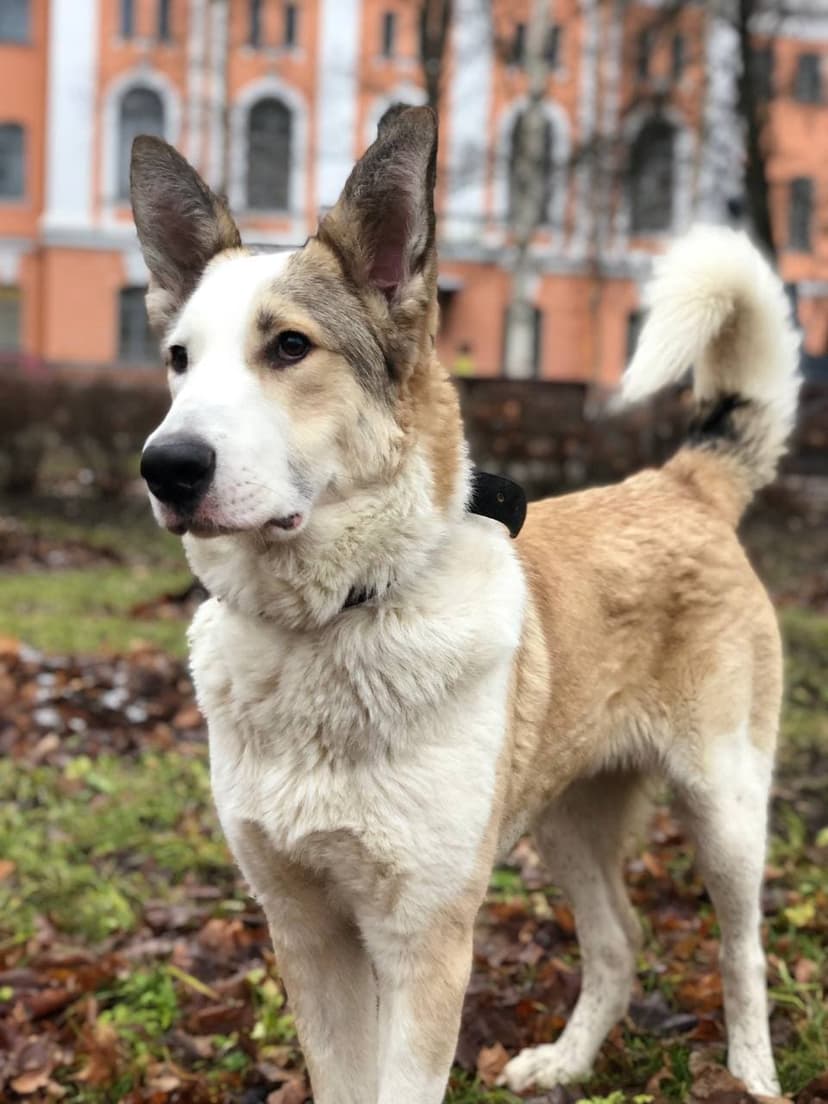 Томас