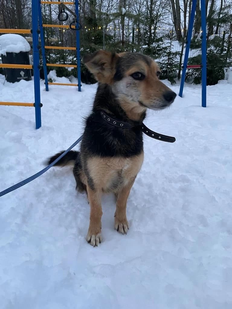 Ежевичка