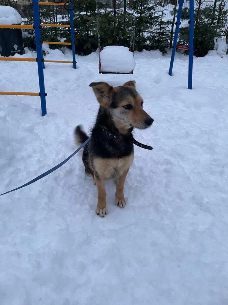 Ежевичка