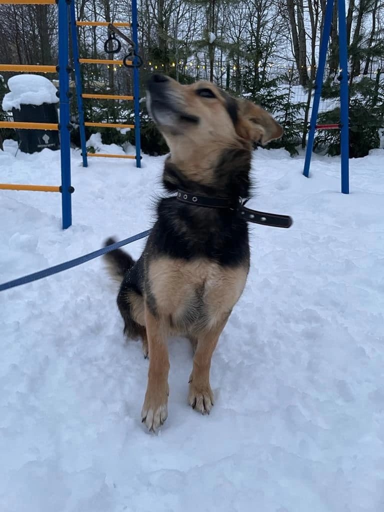 Ежевичка