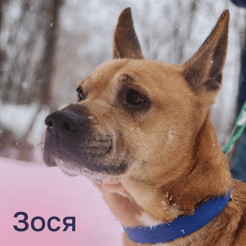 Зося