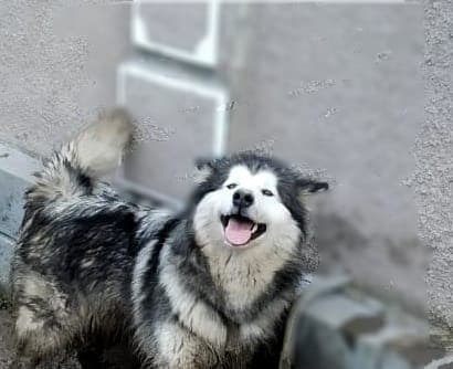 Эльза