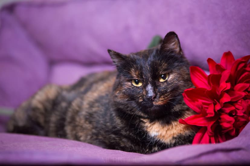 Котя 