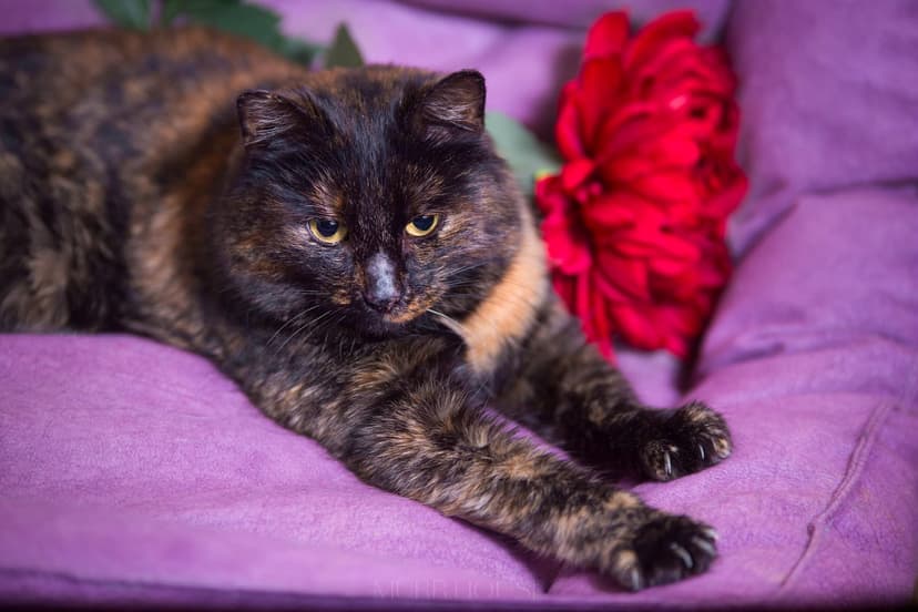 Котя 