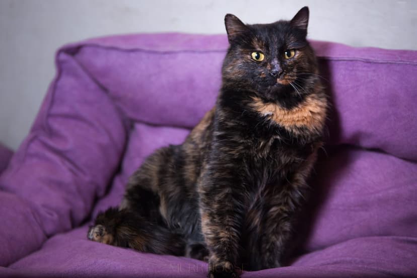 Котя 