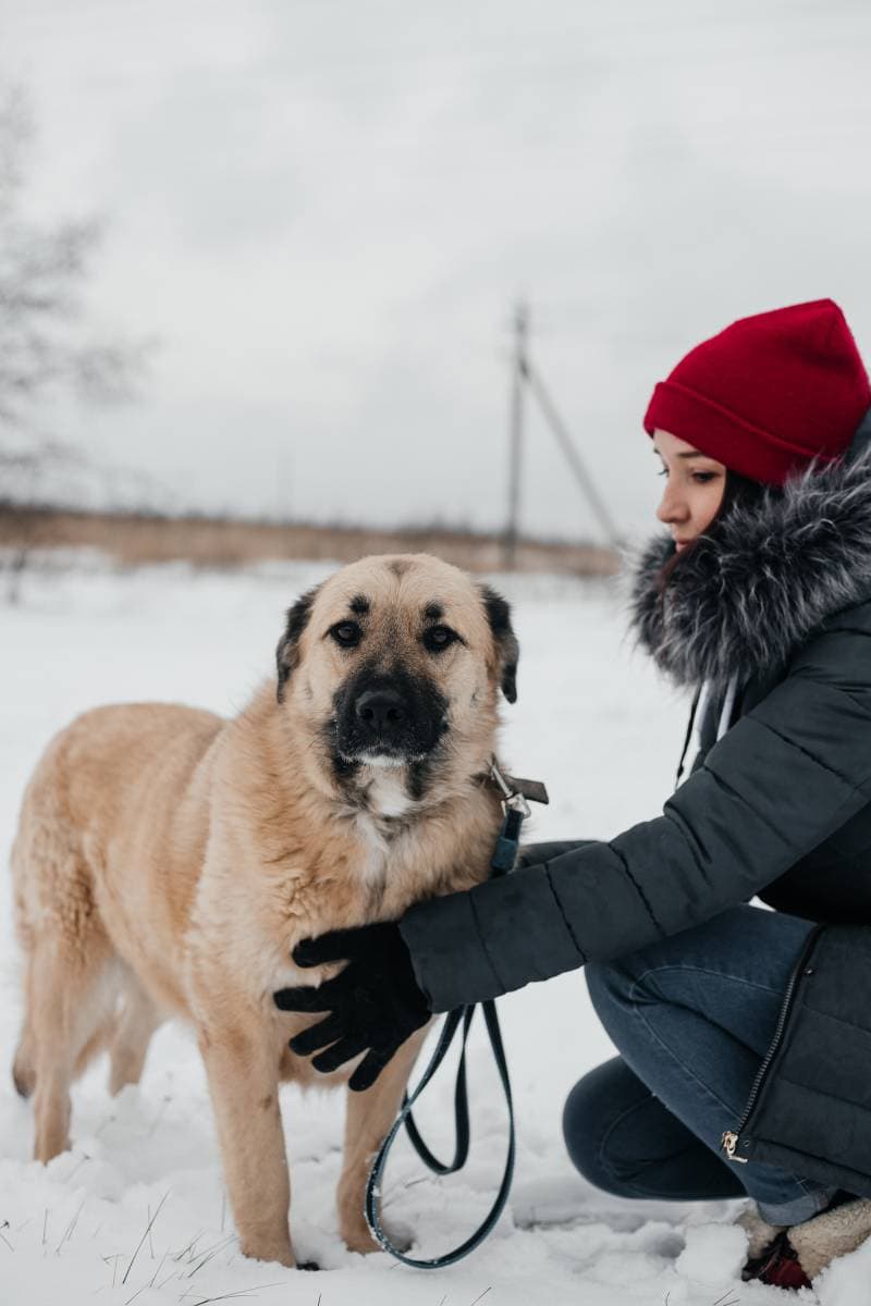 Бэлла