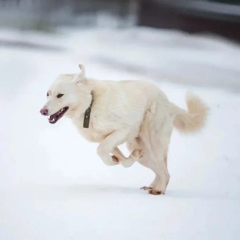 Сноу