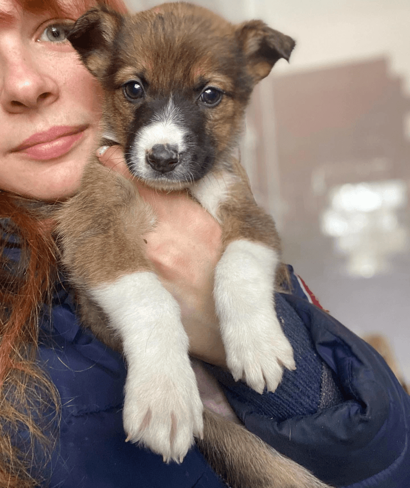 Ассоль