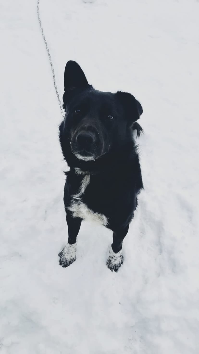 Бимка