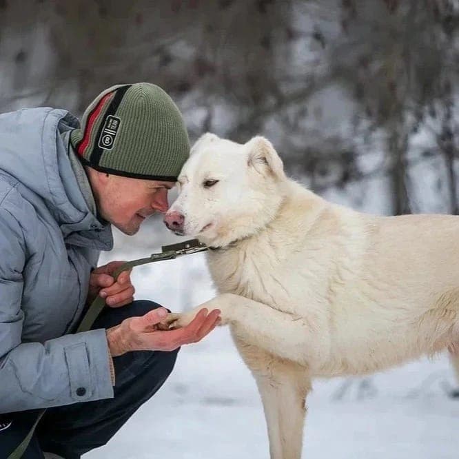 Сноу