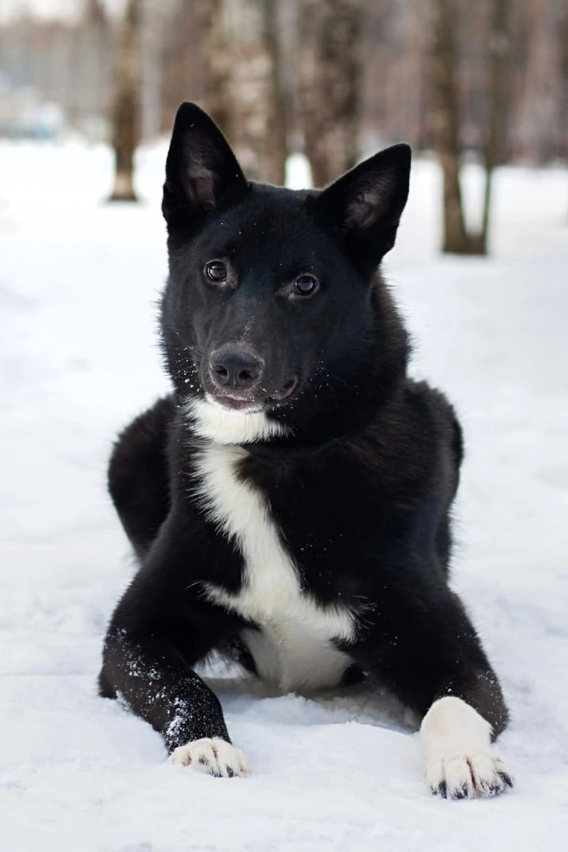 Оскар