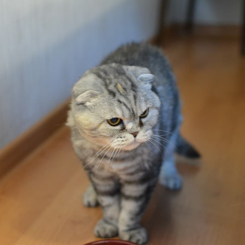 Леда