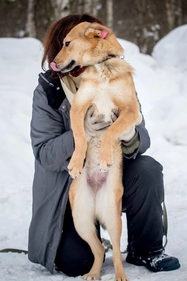 Фрэнсис