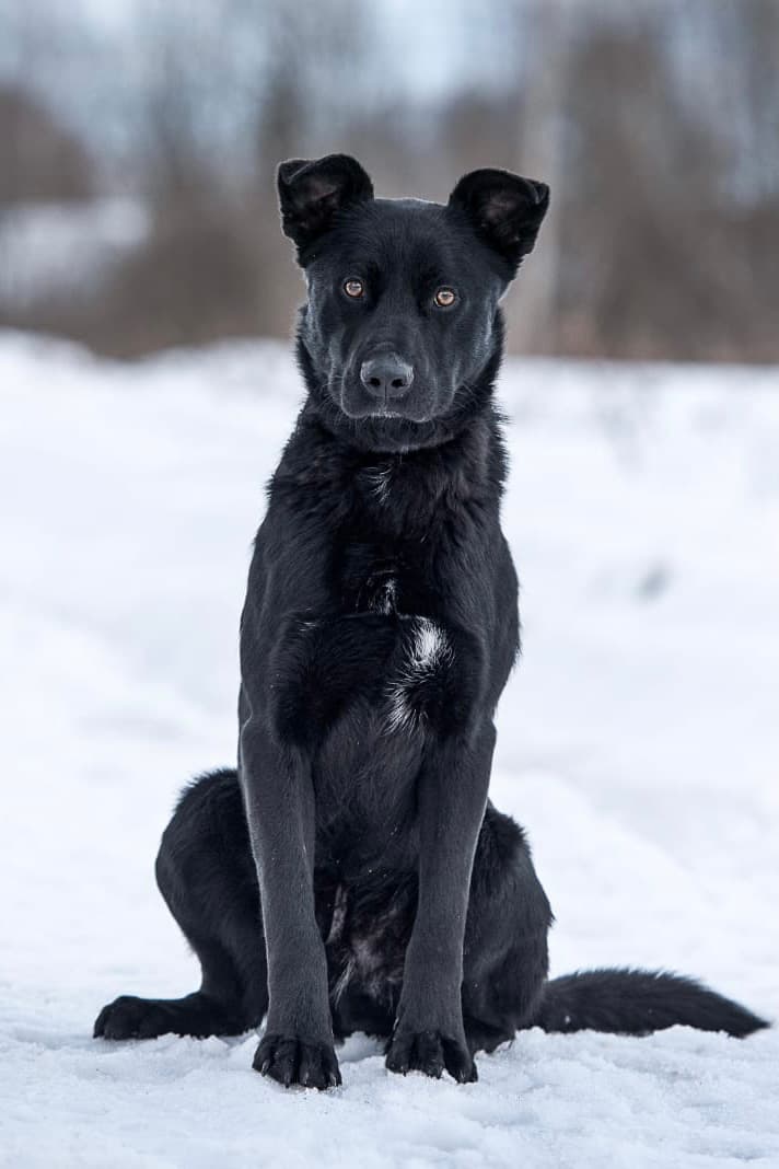 Чарли