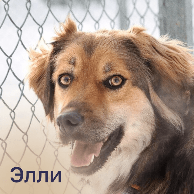 Элли