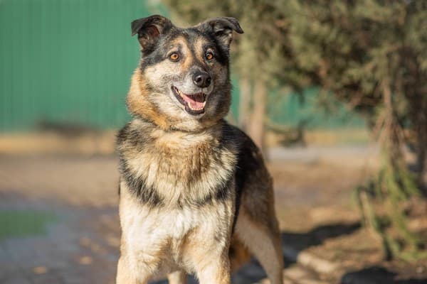 Поло