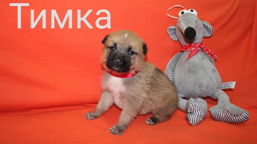 Тимка