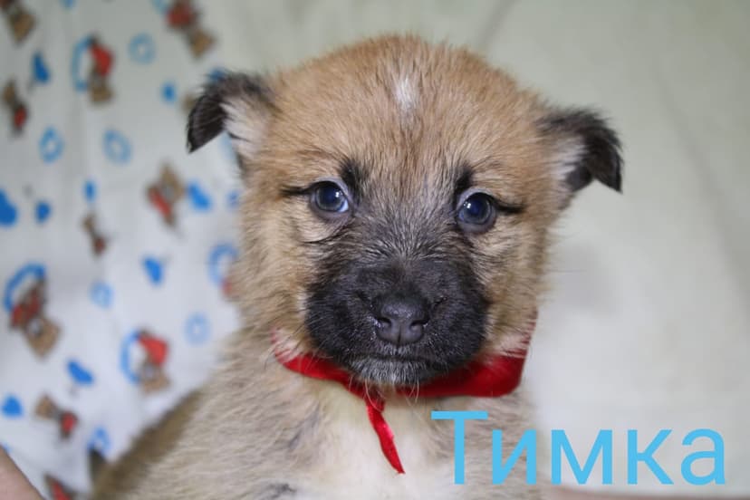 Тимка
