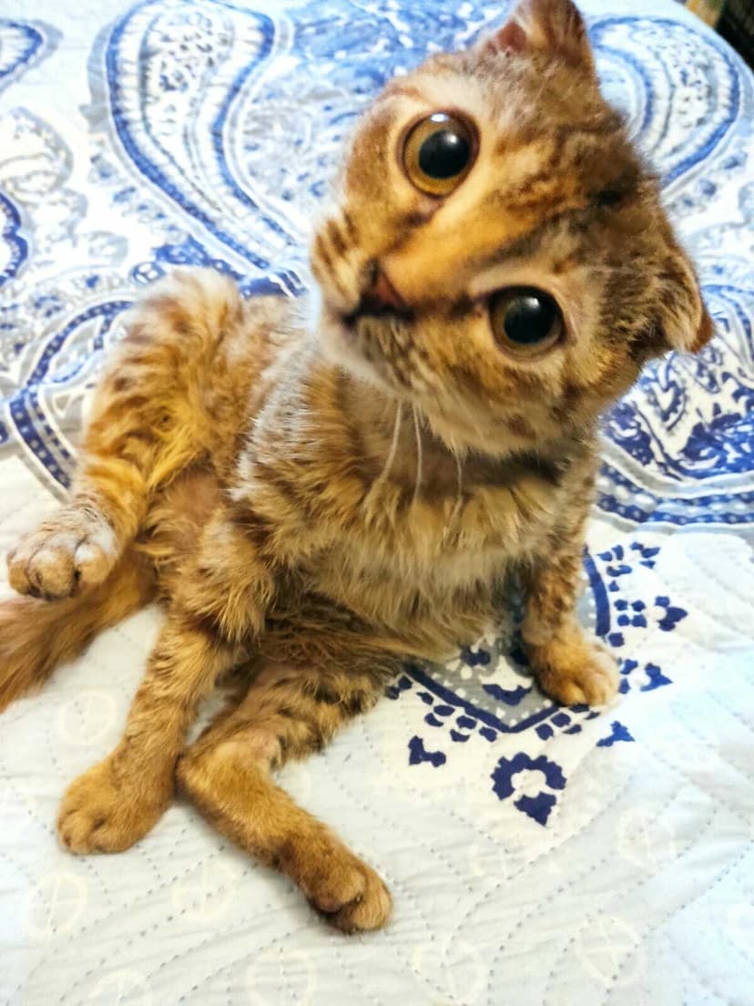 Фиона