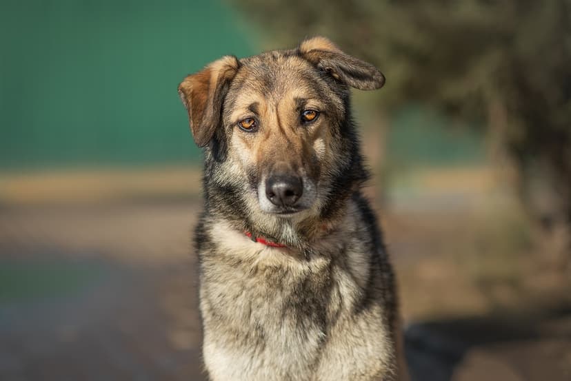 Лекс