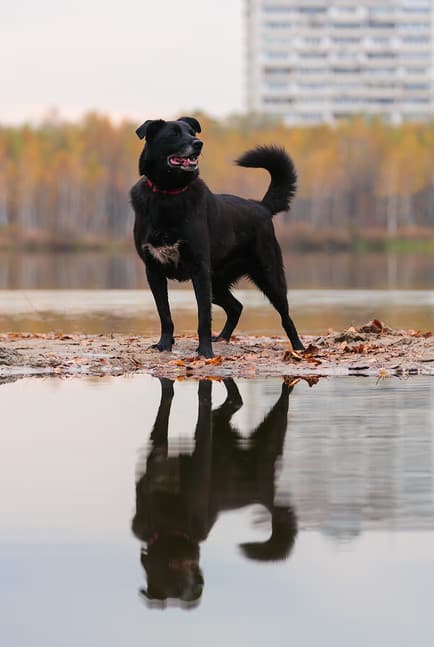 Клайд