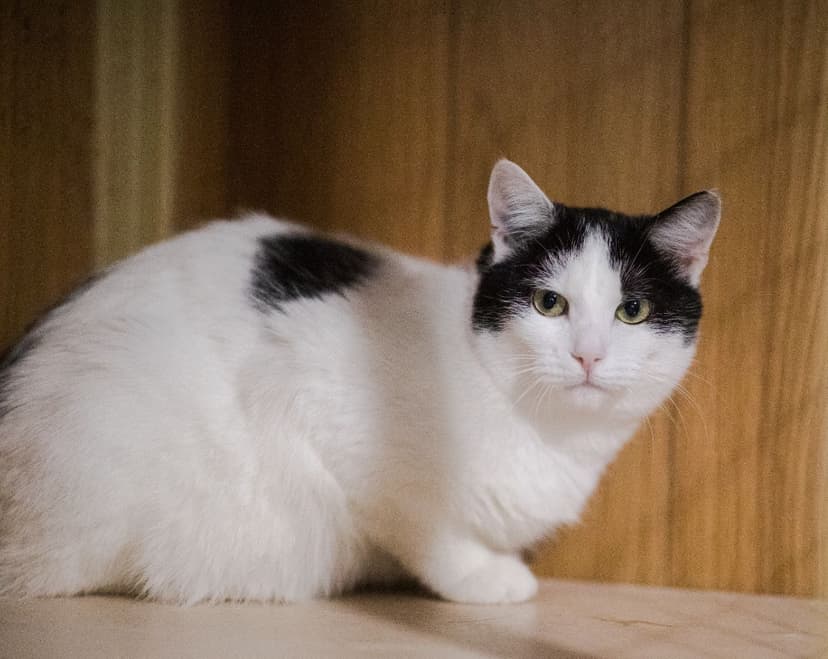 Шарль