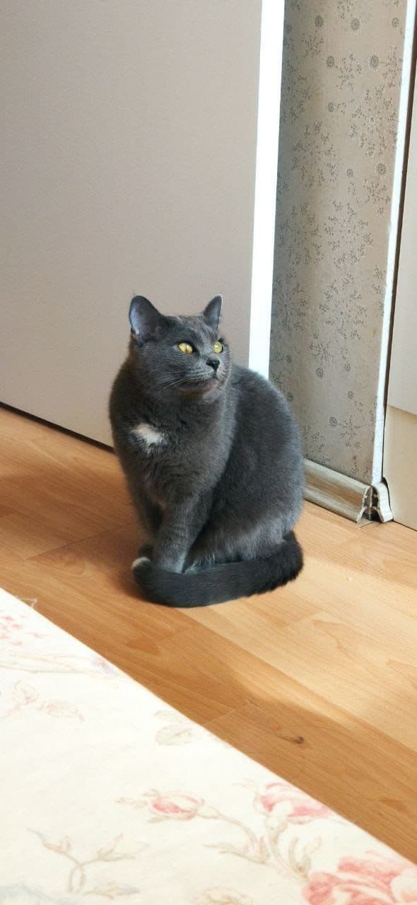 Тиша