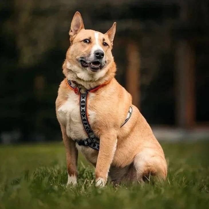 Рик