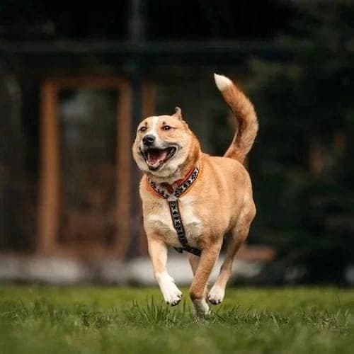 Рик