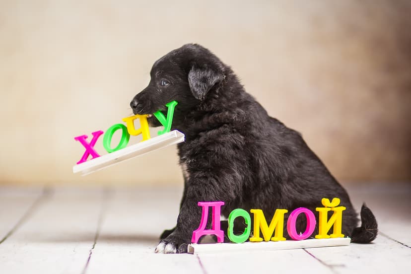 Кит