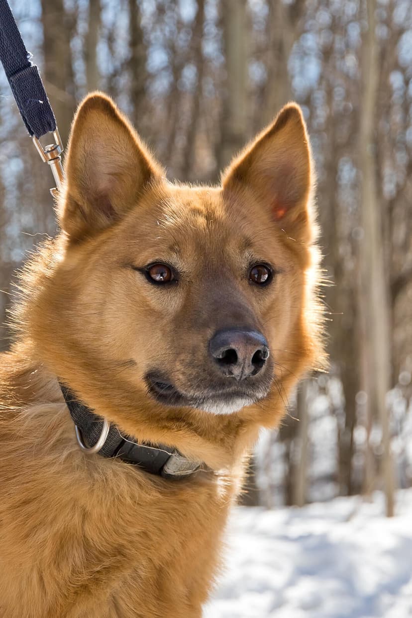 Лило