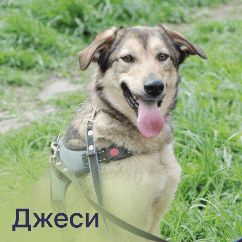 Джесси